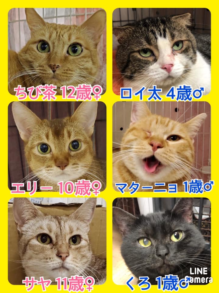 🐾今日の里親様募集中ニャンコ🐱メンバーです🐾2020,8,28